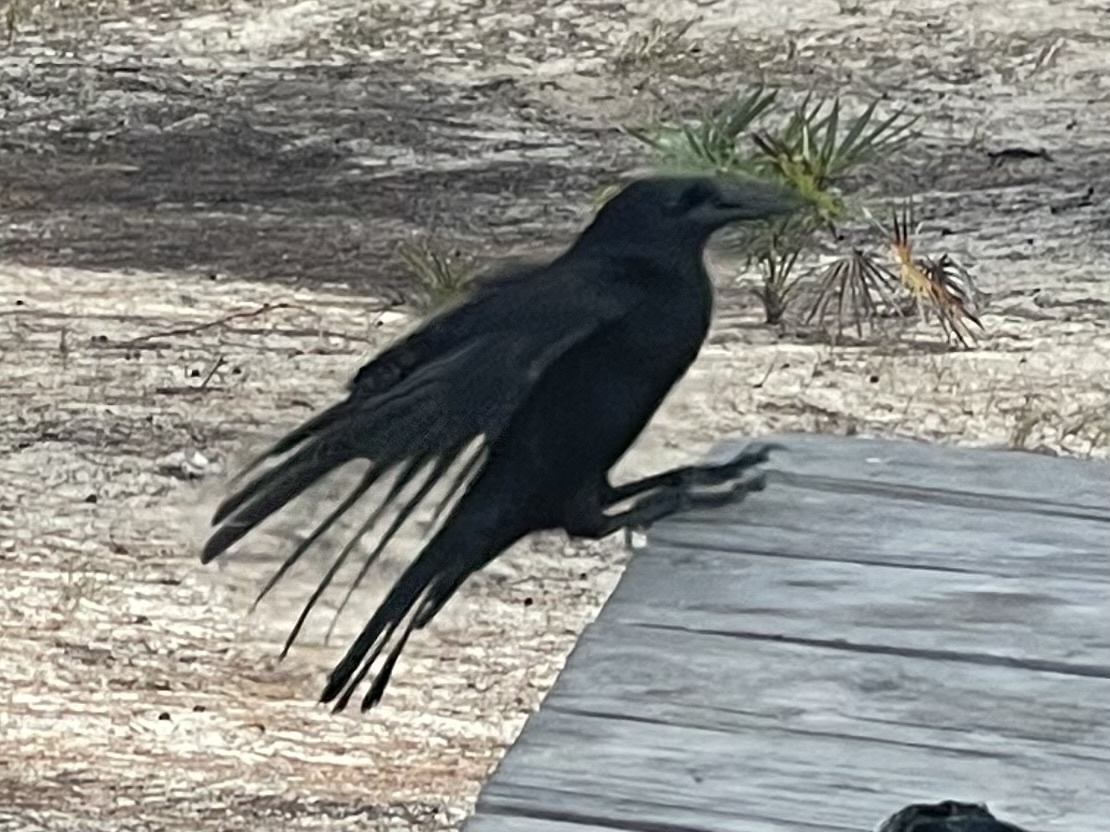 Cuban Crow (Corvus nasicus), photo 8