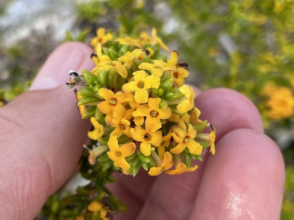 Rondeletieae