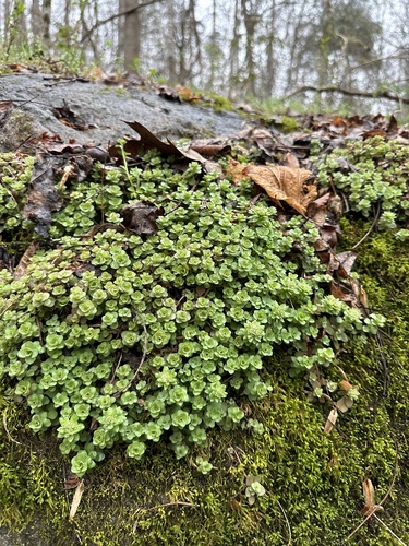 Sedum ternatum