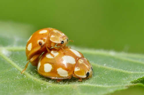 Dešimtdėmė Boružė nuotrauka