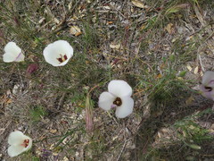 Calochortus catalinae