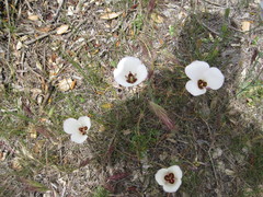 Calochortus catalinae