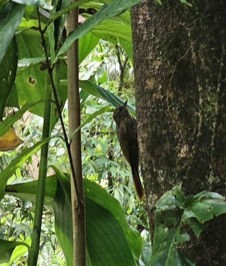 Wedge-billed Woodcreeper illustration
