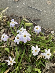 Ipheion uniflorum