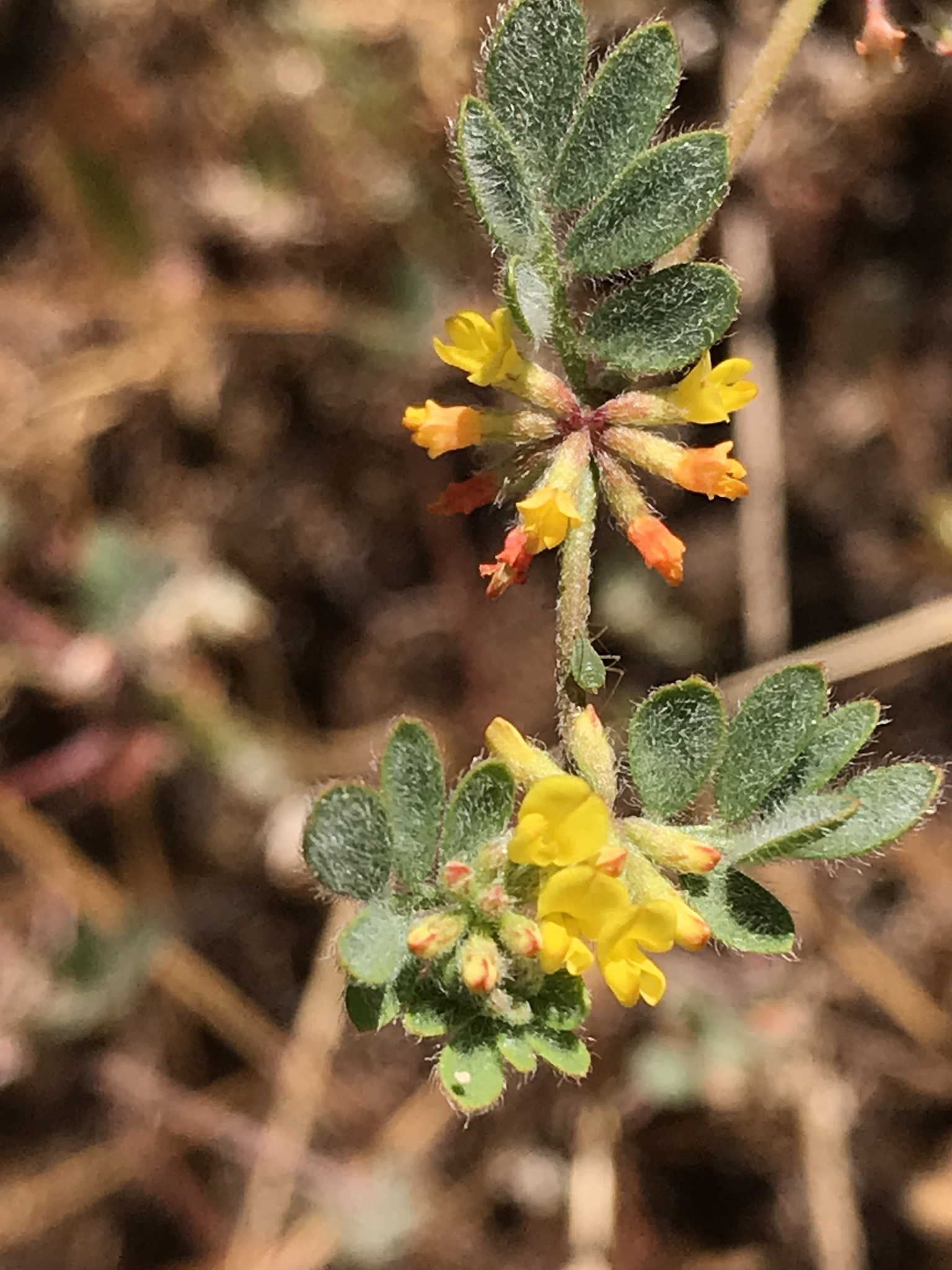 Acmispon micranthus