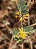 San Diego Bird's-foot Trefoil - Photo (c) Bonnie Nickel, some rights reserved (CC BY-ND), uploaded by Bonnie Nickel
