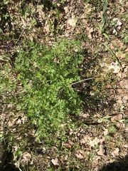 Lomatium dissectum