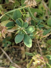 Trifolium ciliolatum