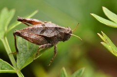 Tetrix bipunctata
