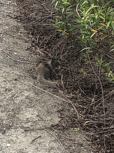 iNaturalist observation photo of California Ground Squirrel