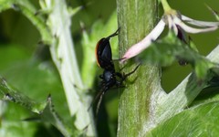 Castianeira descripta