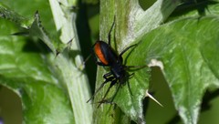 Castianeira descripta