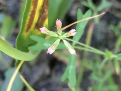 Trifolium bifidum