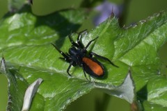 Castianeira descripta