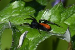 Castianeira descripta