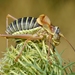 Western Saddle Bush-Cricket - Photo (c) Gilles San Martin, some rights reserved (CC BY-SA), uploaded by Gilles San Martin