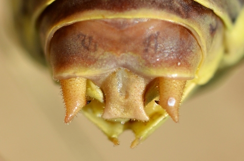 Western Saddle Bush-cricket, photo 5 of 10