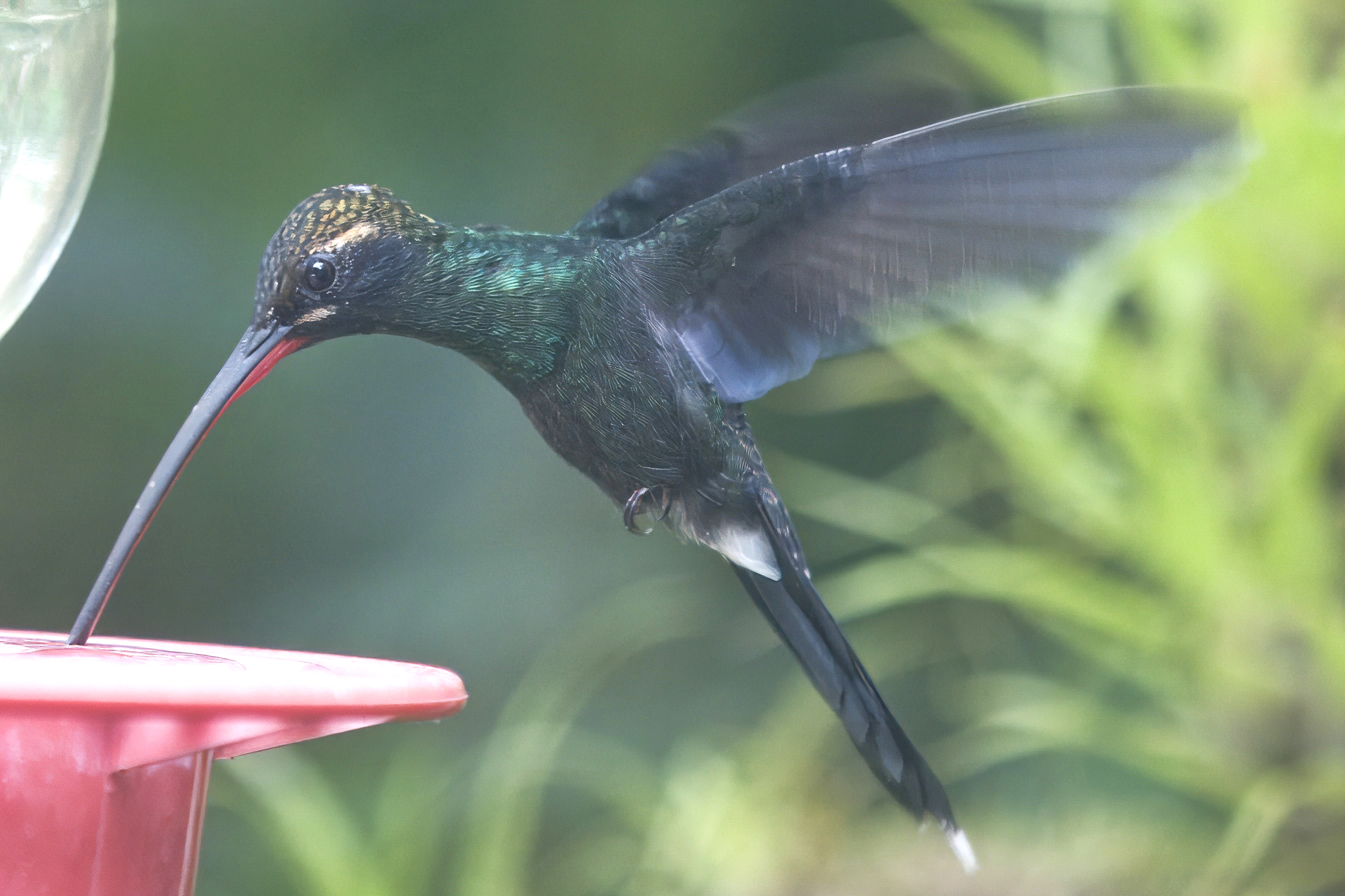 White-whiskered Hermit illustration