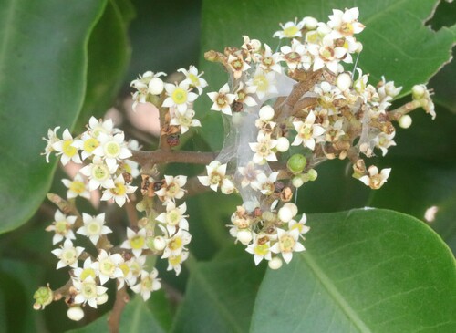 Geijera salicifolia observed 2024-03-15