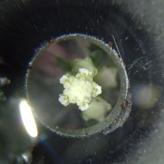 Parthenium bipinnatifidum
