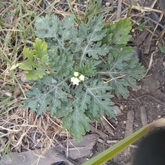 Parthenium bipinnatifidum