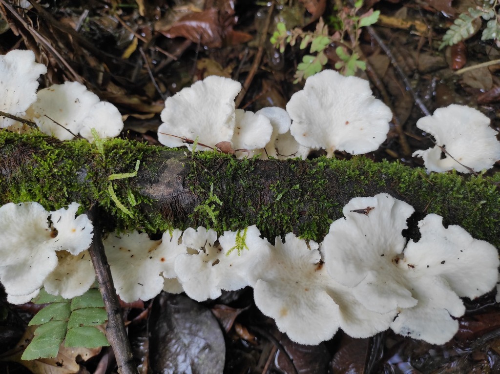 Favolus brasiliensis · March 2020 · photo: © diogoluiz (iNaturalist, cc-by)