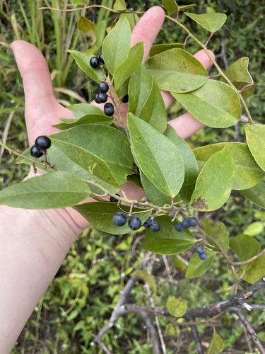 Cocculus orbiculatus observed 2024-02-05