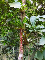 Simple Vriesea (Vriesea simplex)