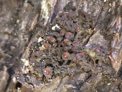 Leptogium phyllocarpum