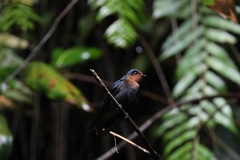 Pacific Swallow photo 2
