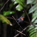 Tahiti Swallow - Photo (c) lokilumiere, some rights reserved (CC BY-NC)