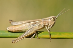 Euchorthippus elegantulus elegantulus