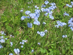 Myosotis imitata