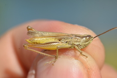Euchorthippus elegantulus elegantulus