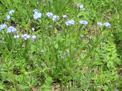 Myosotis imitata