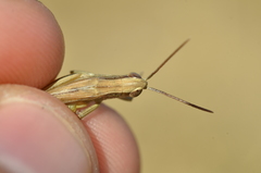 Euchorthippus elegantulus elegantulus