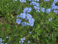 Myosotis imitata