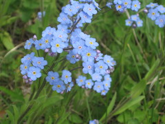 Myosotis imitata