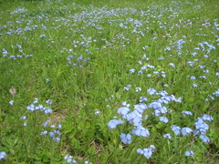 Myosotis imitata