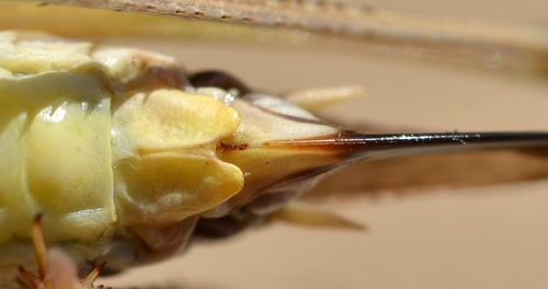 Grey Bush-cricket, photo 3 of 10