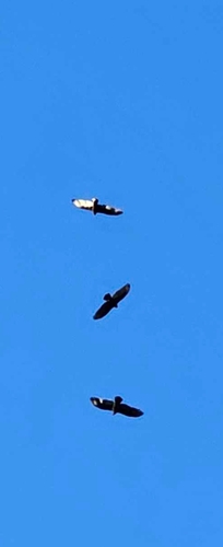Turkey Vulture photographed in Iowa