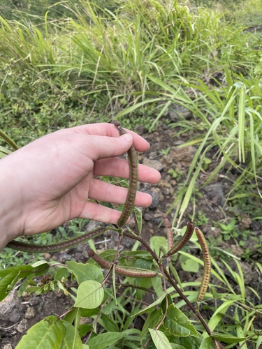 Senna occidentalis observed 2024-02-05