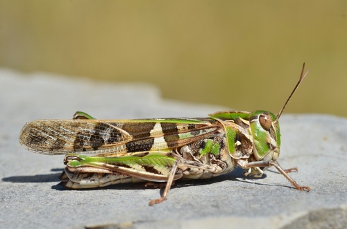 Handsome Cross Grasshopper