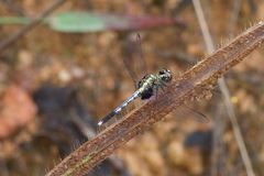 Erythrodiplax basalis