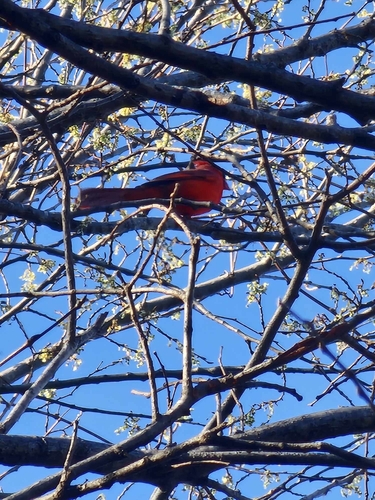 Northern Cardinal photographed in Iowa