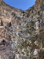 Salvia funerea