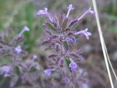 Hedeoma costata