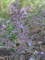 Hedeoma costata