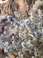 Salvia funerea