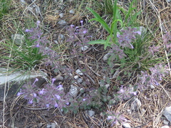 Hedeoma costata